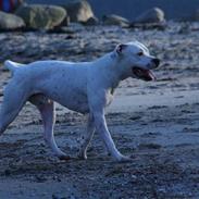 Dogo argentino *DOGO*