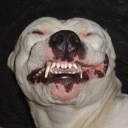 Dogo argentino *DOGO*