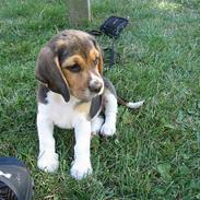 Beagle Hamanns Walther