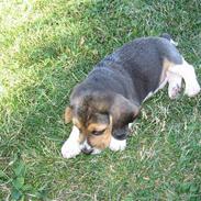 Beagle Hamanns Walther