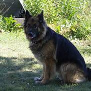 Schæferhund Trigger