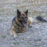 Schæferhund Trigger