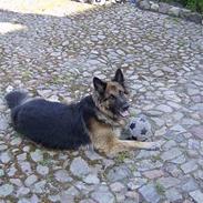 Schæferhund Trigger