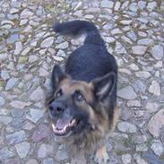 Schæferhund Trigger