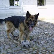 Schæferhund Trigger