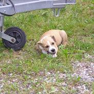 Amerikansk staffordshire terrier Pumba