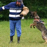 Schæferhund Calido