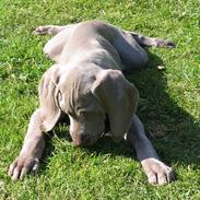 Weimaraner Sønderskoven's Diva Chili