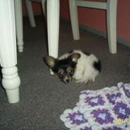 Papillon Anton