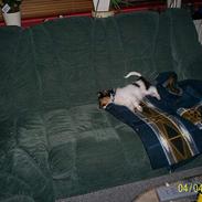 Papillon Anton