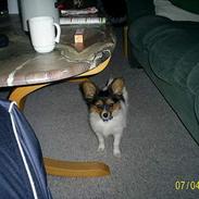 Papillon Anton