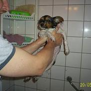 Papillon Anton