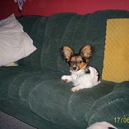 Papillon Anton