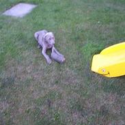 Weimaraner Sønderskoven´s Duchess