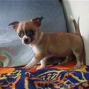 Chihuahua ;- Ricky-;