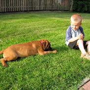 Bullmastiff Harley