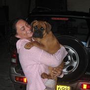 Bullmastiff Harley