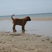 Bullmastiff Harley