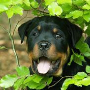 Rottweiler Arzadon Cooter