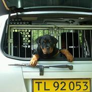 Rottweiler Arzadon Cooter