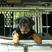 Rottweiler Arzadon Cooter