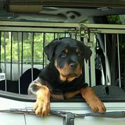 Rottweiler Arzadon Cooter