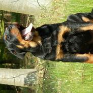 Rottweiler Arzadon Cooter