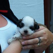 Shih tzu Sephyr
