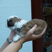 Shih tzu Sephyr