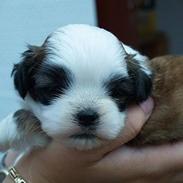 Shih tzu Sephyr