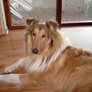 Collie langhåret Tello RIP :´-(