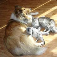 Collie langhåret Tello RIP :´-(