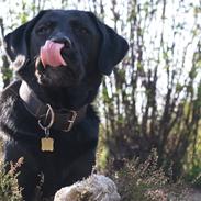 Labrador retriever Tchami