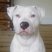 Amerikansk staffordshire terrier Kani