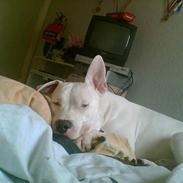 Amerikansk staffordshire terrier Kani