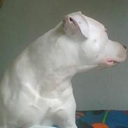 Amerikansk staffordshire terrier Kani
