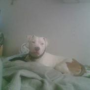 Amerikansk staffordshire terrier Kani