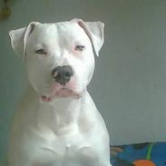 Amerikansk staffordshire terrier Kani