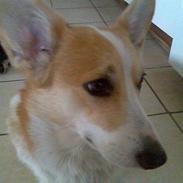 Welsh corgi pembroke Hashfan Daymond day/Molly