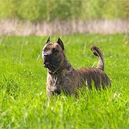 Dogo canario Nova