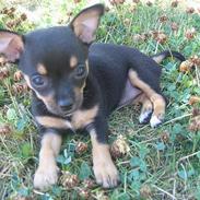 Chihuahua Chanel