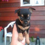 Chihuahua Chanel