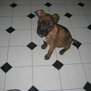 Amerikansk staffordshire terrier Lilo