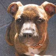 Amerikansk staffordshire terrier Lilo
