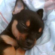 Chihuahua Chanel
