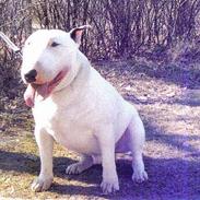 Bullterrier mini cooper