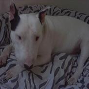 Bullterrier mini cooper