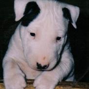 Bullterrier mini cooper