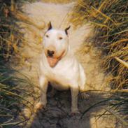 Bullterrier mini cooper