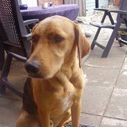 Blanding af racer BASSE